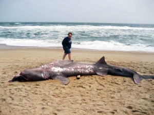 Пьяный серб убил акулу-людоеда