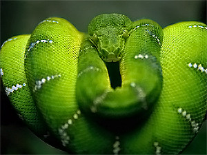 Вторник, 21 декабря, - день Зеленой Змеи