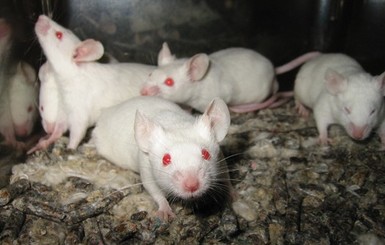 В Японии случайно вывели поющих мышей 