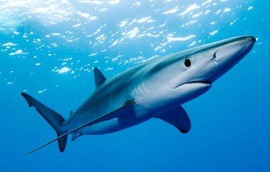 В Красном море убивают всех акул без разбора?