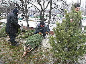 В Киев приехали елки-нелегалы