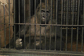 Киевский зоопарк «прячет» телевизор от гориллы?