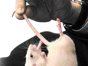 В школе замучили крыс, чтобы отучить детей от чипсов