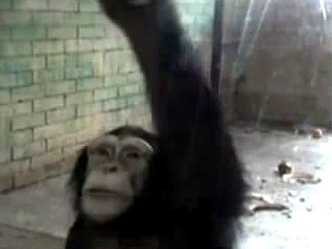 В Красноярске шимпанзе освоила профессию... уборщицы