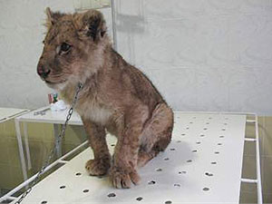 На Донетчине врачи спасают 6-месячного львенка-циркача