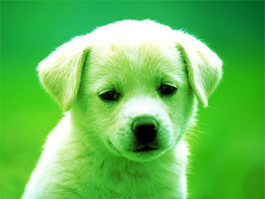 Среда, 19 января, - день Зеленой Собаки