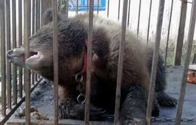 У севастопольского пенсионера отобрали замученного медведя и лису 