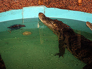 Крокодил, проглотивший мобильник, отказался есть дичь