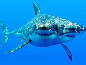 Кошмар: акулы могут быть двухголовыми
