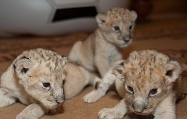 В зоопарке Бердянска родились трое львят 