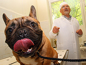 Ветеринары отказались оперировать животных без наркоза