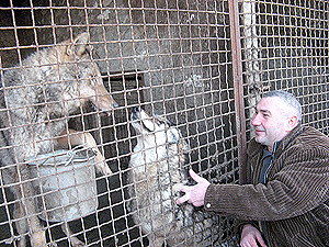 Житель Мелитополя приручил стаю волков
