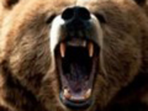 В Петербурге медведь напал на женщину