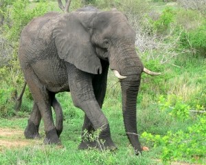 В столичный зоопарк купят слонов по миллиону гривен 