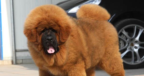 Китайский бизнесмен прикупил себе собачку за 1,6 миллионов долларов