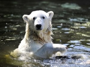 В Берлине умер знаменитый белый медведь Кнут