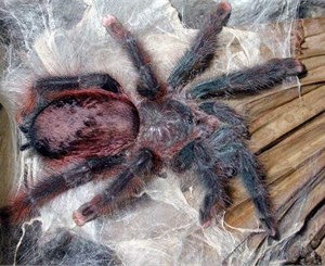 В Днепропетровске размножаются гигантские пауки 