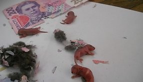 В Луцке ограбили банкомат: опасная группировка мышей-рецидивистов съела все деньги