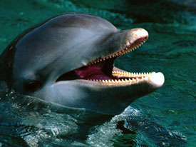 Севастополь охраняли боевые дельфины