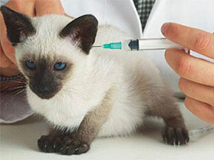 Нужна ли прививка для домашнего кота
