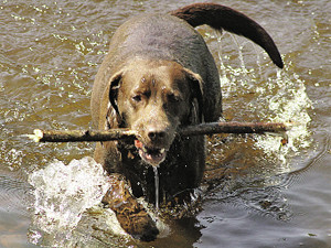 Первый олимпийский чемпион среди собак - лабрадор Цезарь