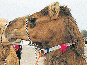 В Дубае прошел международный конкурс красоты среди верблюдов