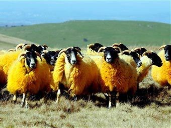 Английский фермер покрасил своих овец в оранжевый цвет