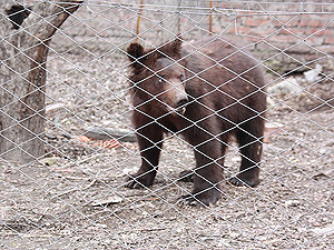 В Луганске на женщину напал медведь