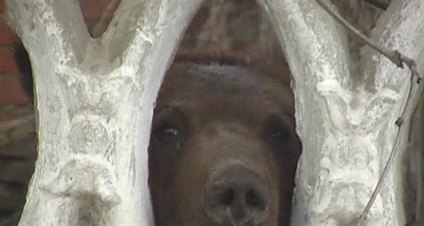 Луганского медведя поймали и посадили в клетку