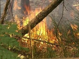 В Киеве уже готовятся тушить летние пожары в лесах