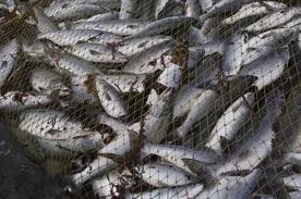 В Херсонской области украли 40 тонн рыбы в научных целях