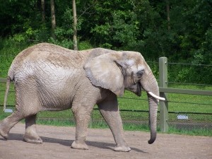 Киевский зоопарк ожидает приезда слонов 