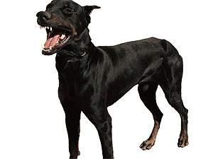 Суббота, 7 мая, - день Черной Собаки. Воскресенье, 8 мая, - день Черной Свиньи