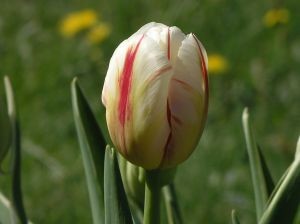 Накануне 9 мая в Сумах выкосили тюльпаны у Мемориала Славы