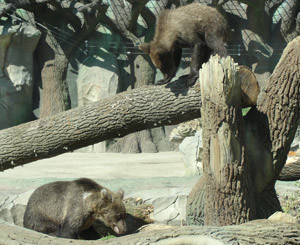 В Киевском зоопарке Настя «строит» Потапа