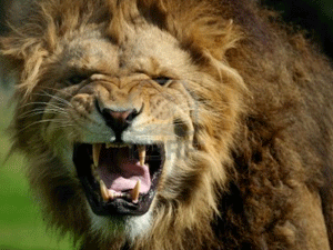 Египетский преступник отбился от полиции при помощи льва