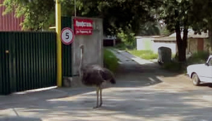 По Киеву разгуливает бесхозный страус