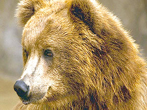 Медведь пролетел сквозь джип, убив двух человек