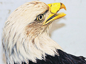 Стоматолог сделал орлану пластику клюва