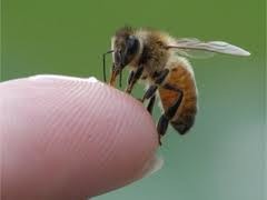 Рой разъяренных пчел искусал мужчину до смерти