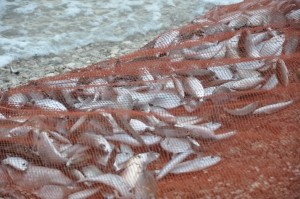 Из-за холеры в Мариуполе выбросили уже 60 тонн азовской рыбы
