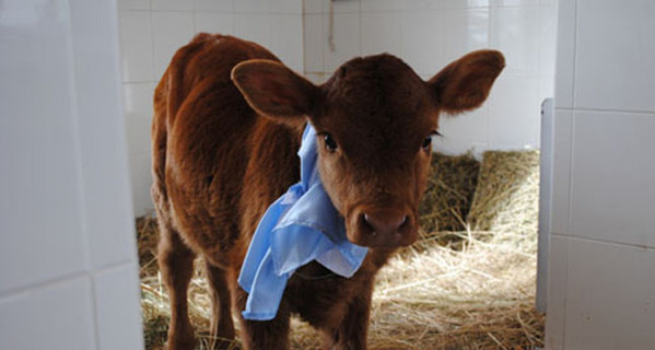 Родилась клонированная корова, которая способна давать человеческое молоко