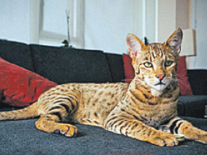 В моде нынче мини-леопарды: Самая дорогая в мире кошка стоит от $125 000