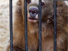 В Винницкой области у владельца зоопарка отобрали животных