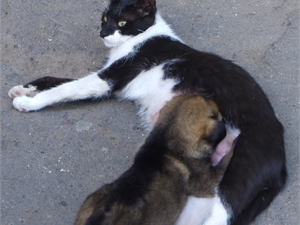 Одесская кошка две недели выкармливает щенка
