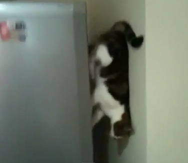 Кошка-паук гуляет по стенам