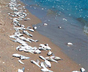 В Азовском море гибнут бычки. Опять холера?