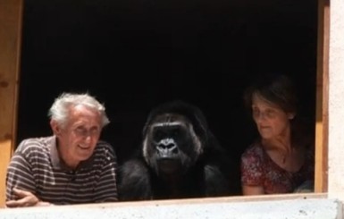 Пожилая пара удочерила гориллу: теперь 