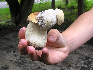 На Черкащине нашли гриб мутант: одно растение росло на «голове» у другого 