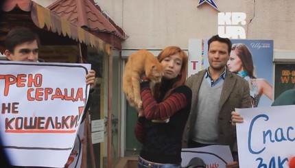 Симферопольский магазин, торгующий шкурками котов, пикетировали коты